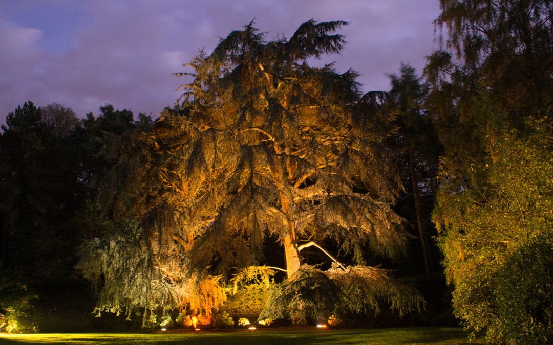 Grands arbres