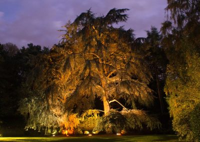 Grands arbres