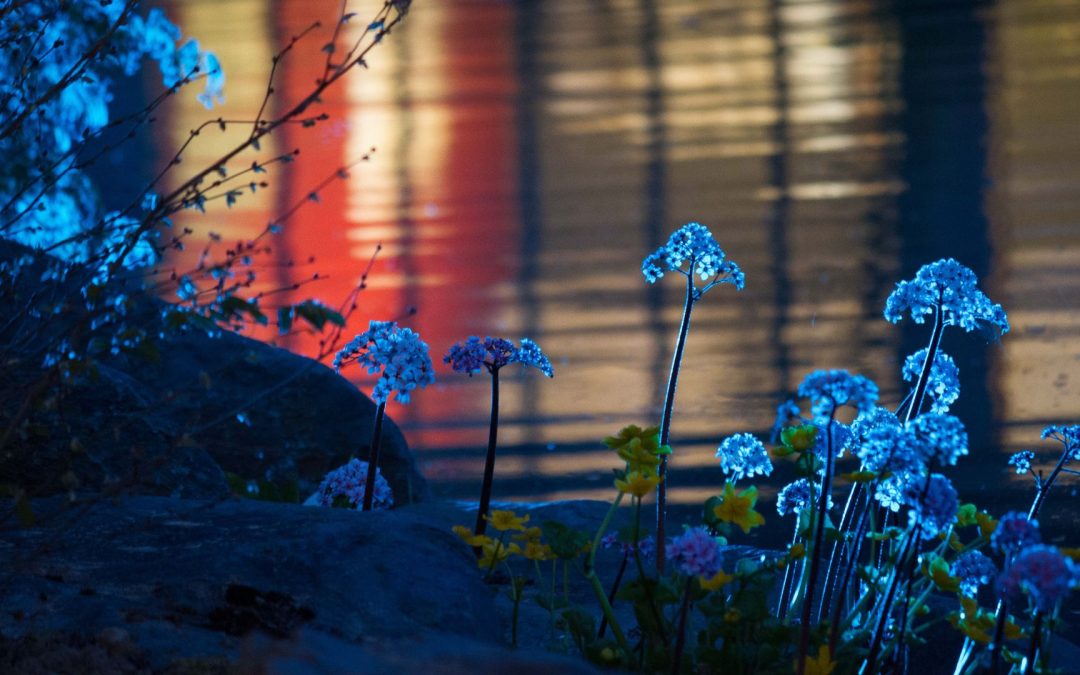 Jardins de nuit