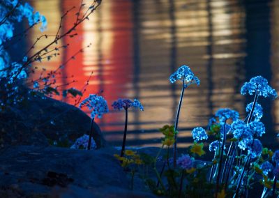 Jardins de nuit